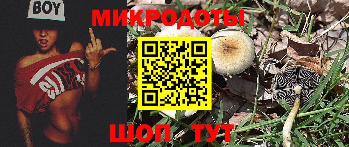 Псилоцибиновые грибы Psilocybe  Серпухов 